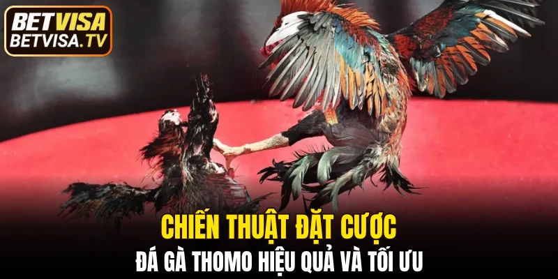 Đá Gà Đòn - Siêu Phẩm Vượt Trội Hấp Dẫn Tại BETVISA 2025 7 Chiến thuật đặt cược đá gà Thomo hiệu quả và tối ưu